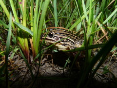Leptodactylus gracilis
