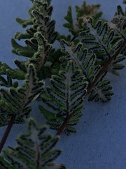 Cheilanthes hypoleuca