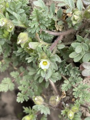 Polemonium micranthum