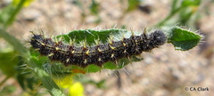 Nymphalini
