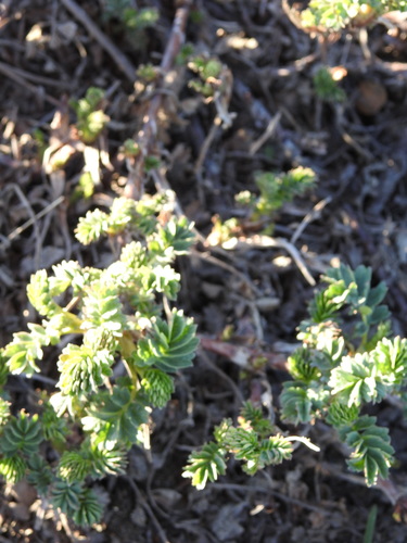 Image of Acaena tenera by (c) María Regina Silva, some rights reserved (CC BY)