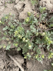 Polemonium micranthum