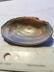 Strophitus undulatus