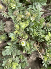 Polemonium micranthum
