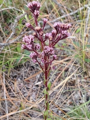 Carphephorus paniculatus