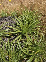 Puya coerulea