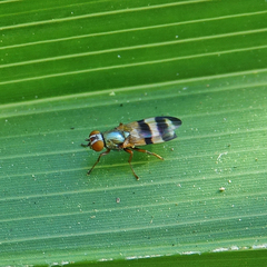 Chaetopsis massyla