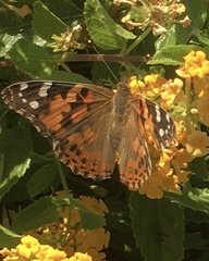 Vanessa cardui