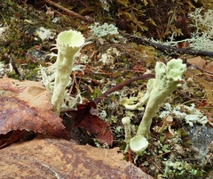 Cladonia deformis