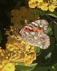 Vanessa cardui