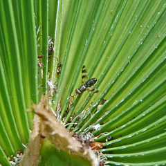Chaetopsis massyla