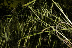 Bromus commutatus