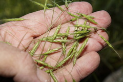 Bromus commutatus