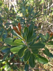 Lithraea brasiliensis