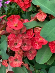 Euphorbia milii