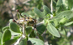 Aglaothorax ovata