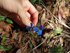 Commelina cyanea