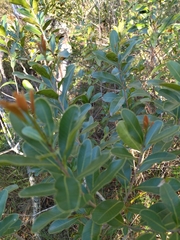 Lithraea brasiliensis