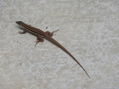 Aspidoscelis uniparens