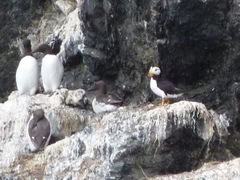 Fratercula corniculata