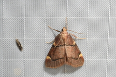 Hypsopygia thymetusalis