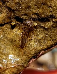 Perlodidae