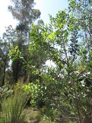 Persoonia stradbrokensis