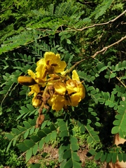 Cenostigma eriostachys