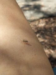 Aedes notoscriptus