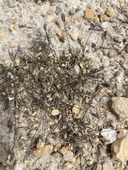 Poa maniototo