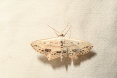 Scopula cacuminaria