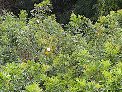 Hibiscus diversifolius