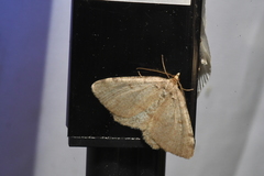 Macaria sulphurea