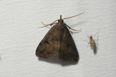 Phalaenostola hanhami