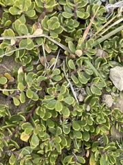 Baccharis magellanica