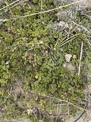 Baccharis magellanica