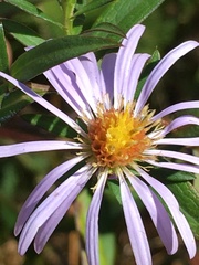 Symphyotrichum novi-belgii elodes