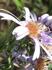 Symphyotrichum novi-belgii elodes