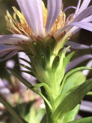 Symphyotrichum novi-belgii elodes