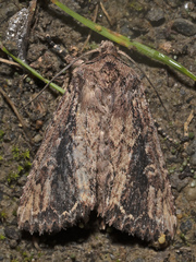 Dasygaster ligniplena