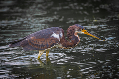 Egretta tricolor image