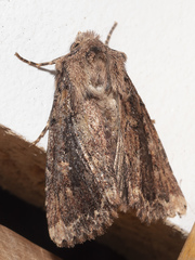 Dasygaster ligniplena