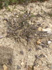 Poa maniototo