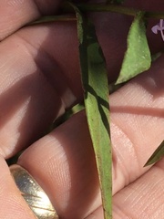 Symphyotrichum novi-belgii elodes