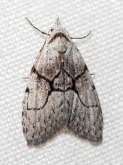 Nola delograpta