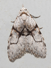 Nola delograpta