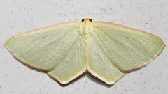 Poecilasthena urarcha