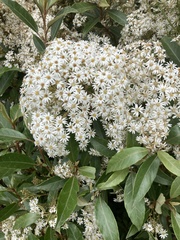 Olearia cheesemanii