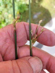 Juncus edgariae