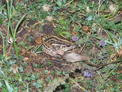 Leptodactylus gracilis